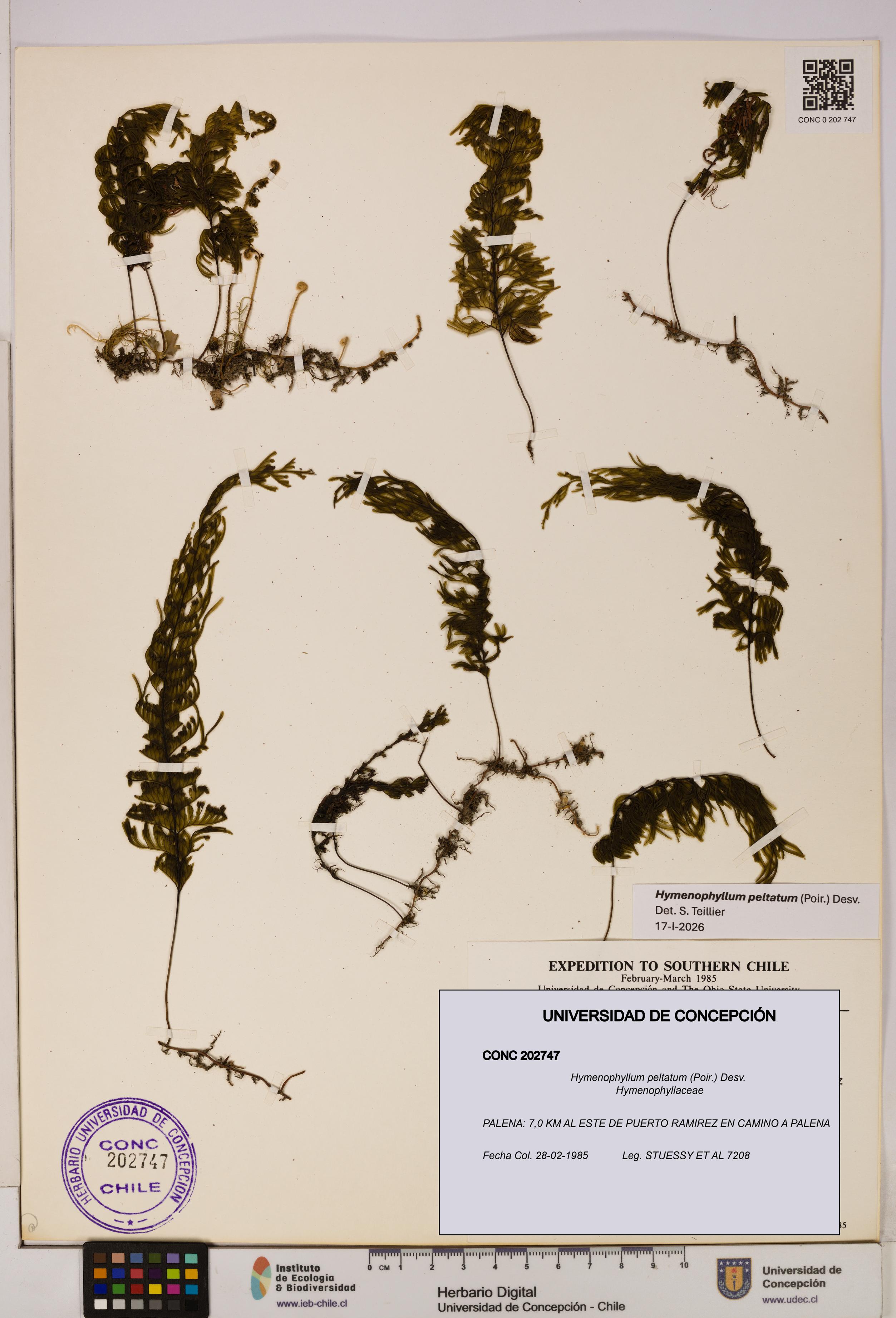 Hymenophyllum peltatum [Espécimen: UDEC:CONC:0202747]