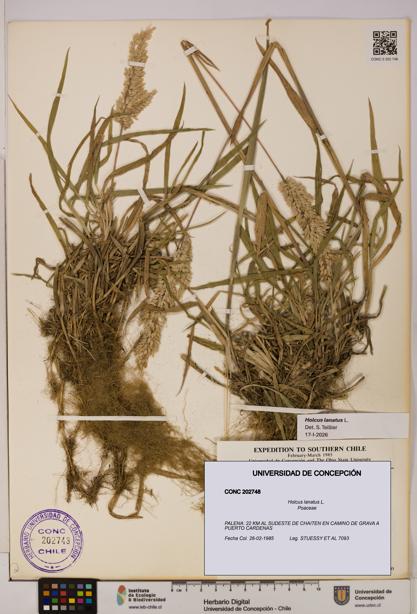 Holcus lanatus [Espécimen: UDEC:CONC:0202748]