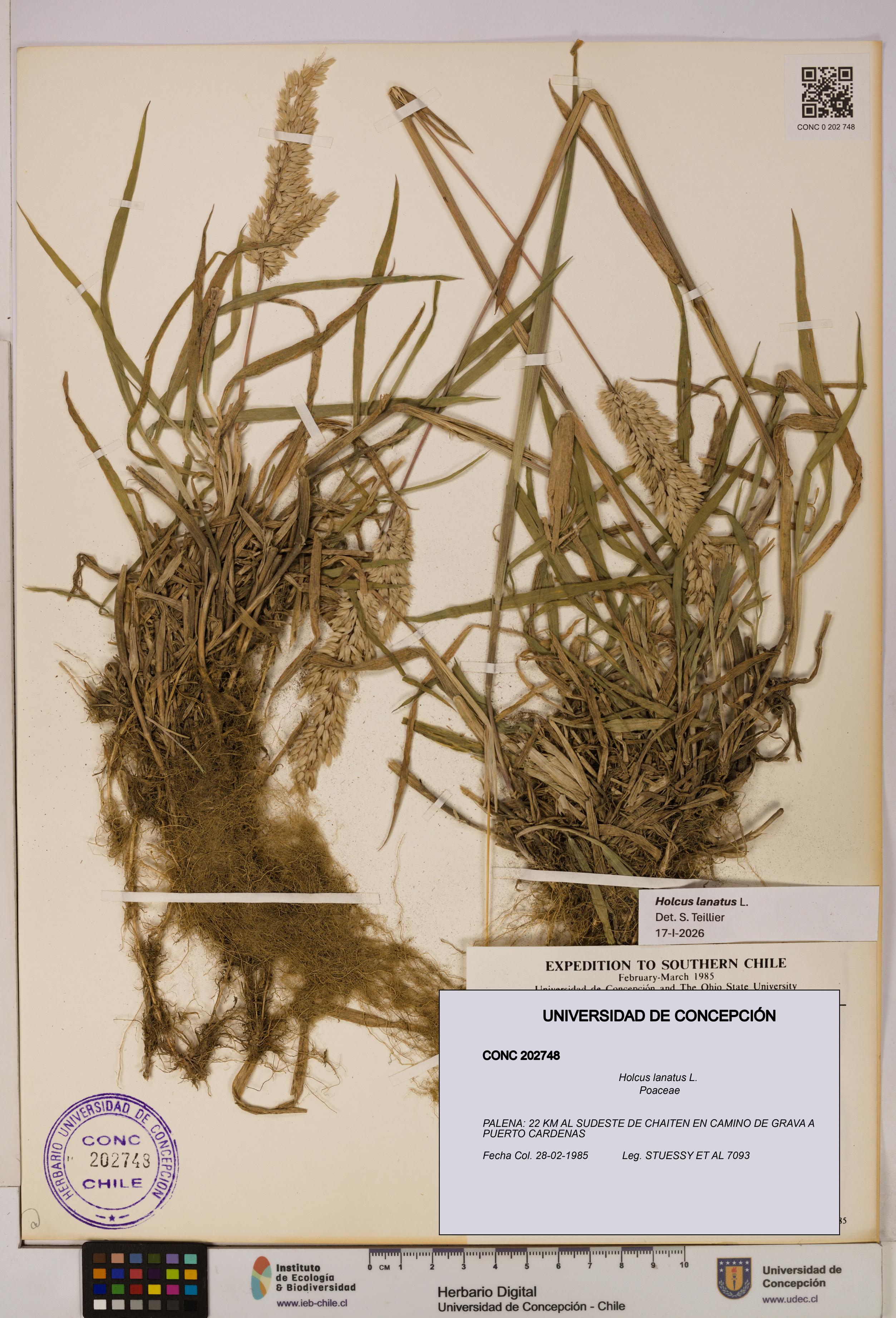 Holcus lanatus [Espécimen: UDEC:CONC:0202748]