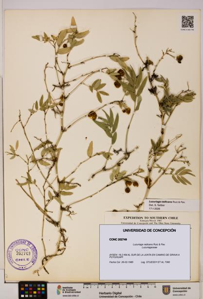 Luzuriaga radicans [Espécimen: UDEC:CONC:0202749]