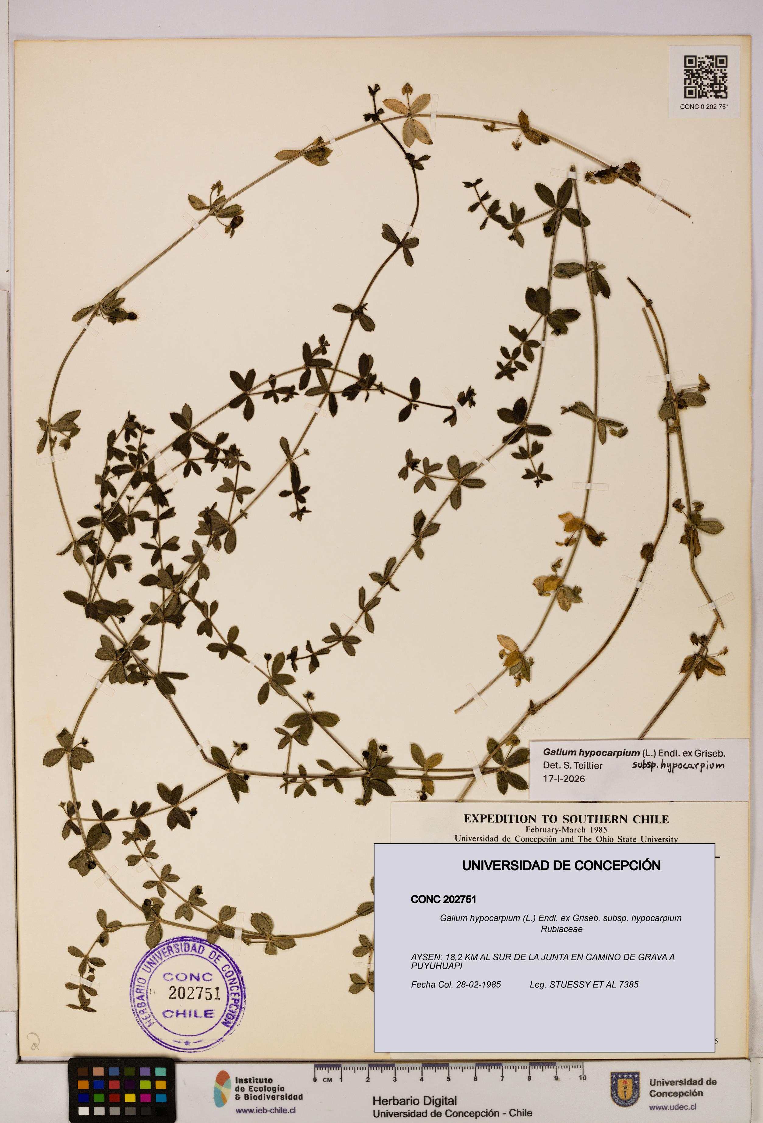 Galium hypocarpium subsp. hypocarpium [Espécimen: UDEC:CONC:0202751]