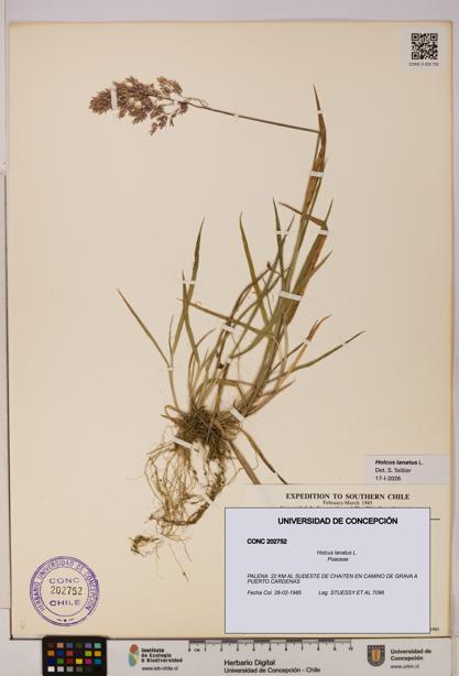 Holcus lanatus [Espécimen: UDEC:CONC:0202752]