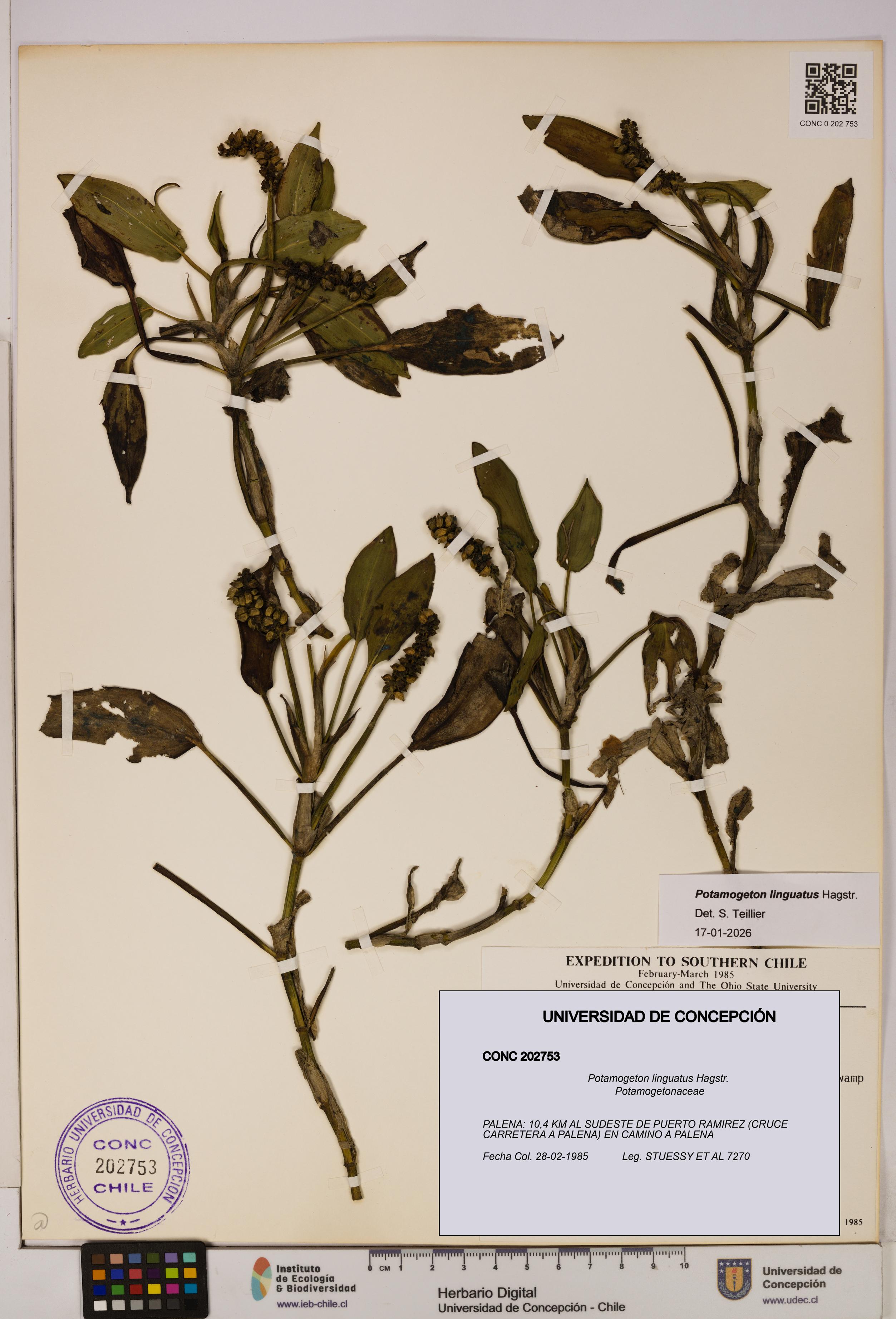 Potamogeton linguatus [Espécimen: UDEC:CONC:0202753]