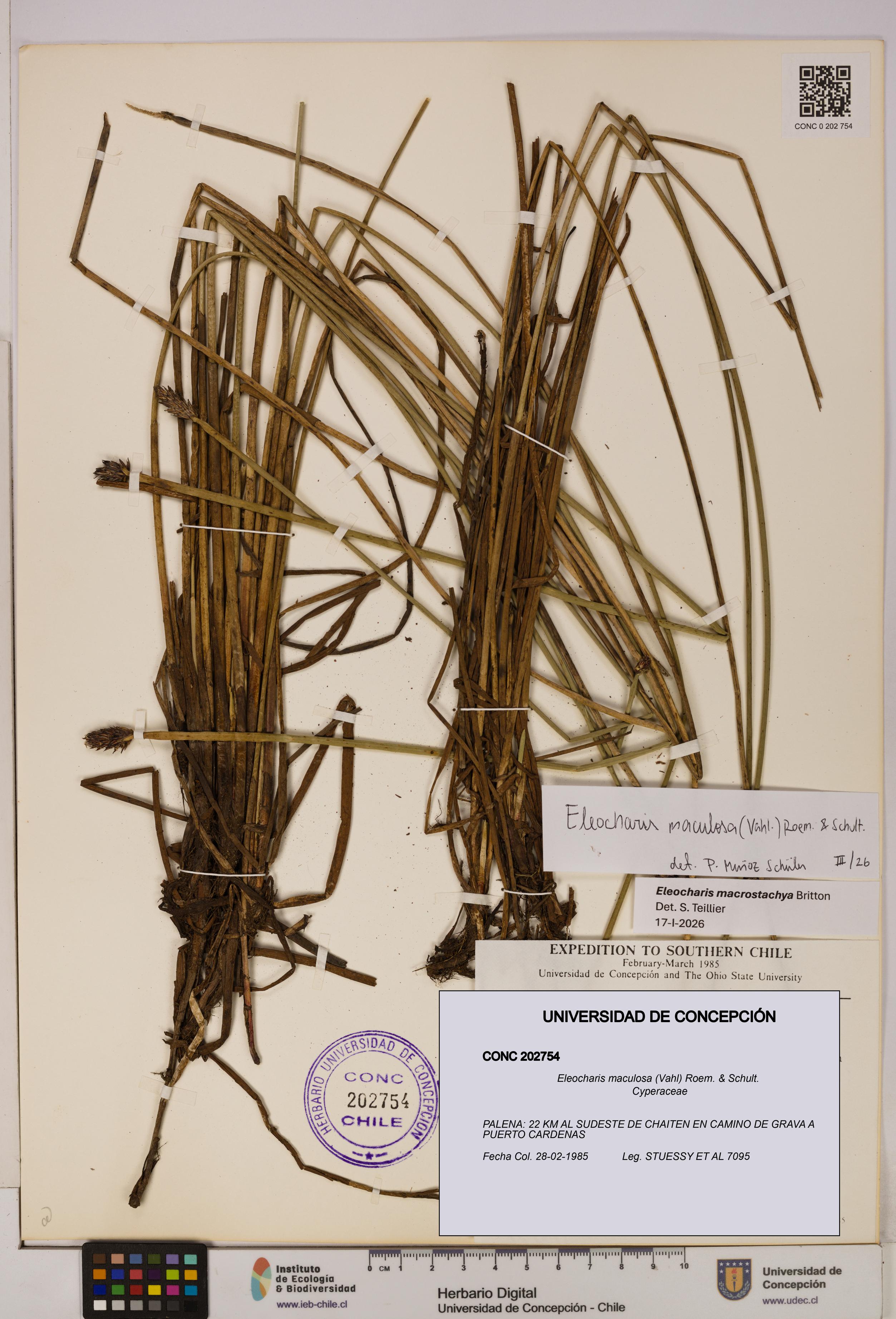 Eleocharis maculosa [Espécimen: UDEC:CONC:0202754]