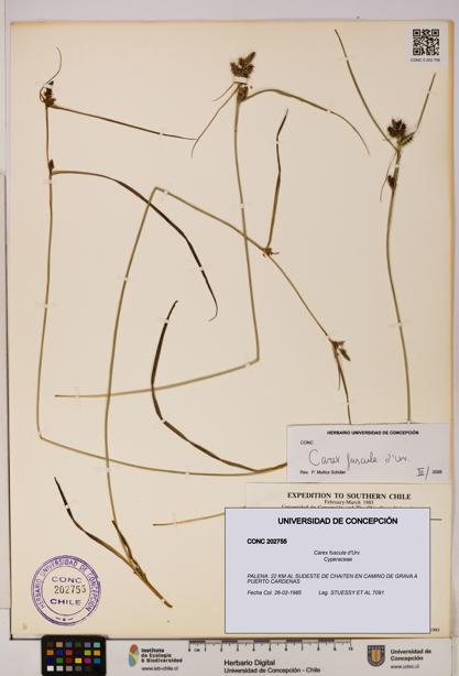 Carex fuscula [Espécimen: UDEC:CONC:0202755]