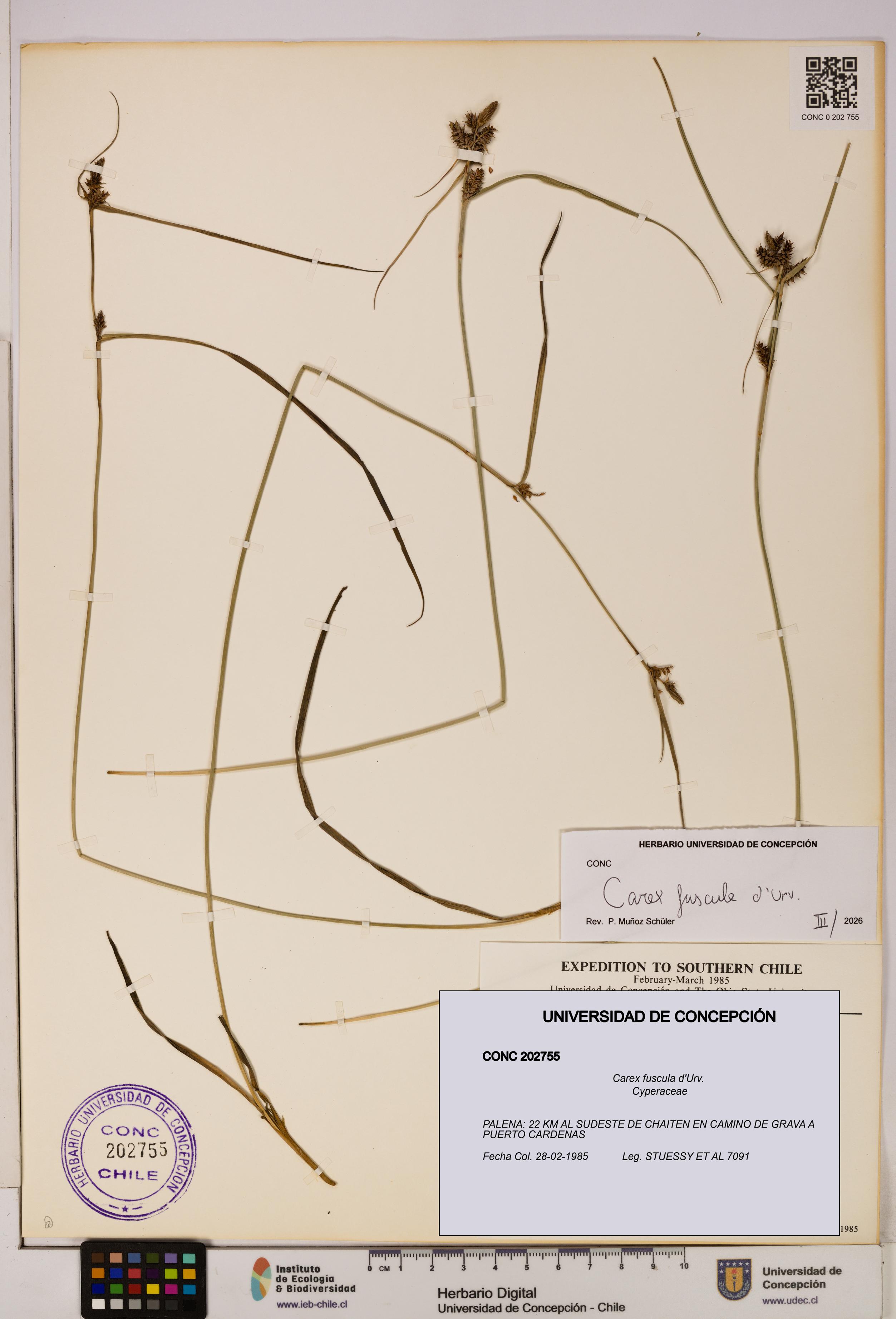 Carex fuscula [Espécimen: UDEC:CONC:0202755]