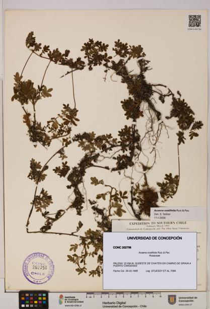 Acaena ovalifolia [Espécimen: UDEC:CONC:0202756]