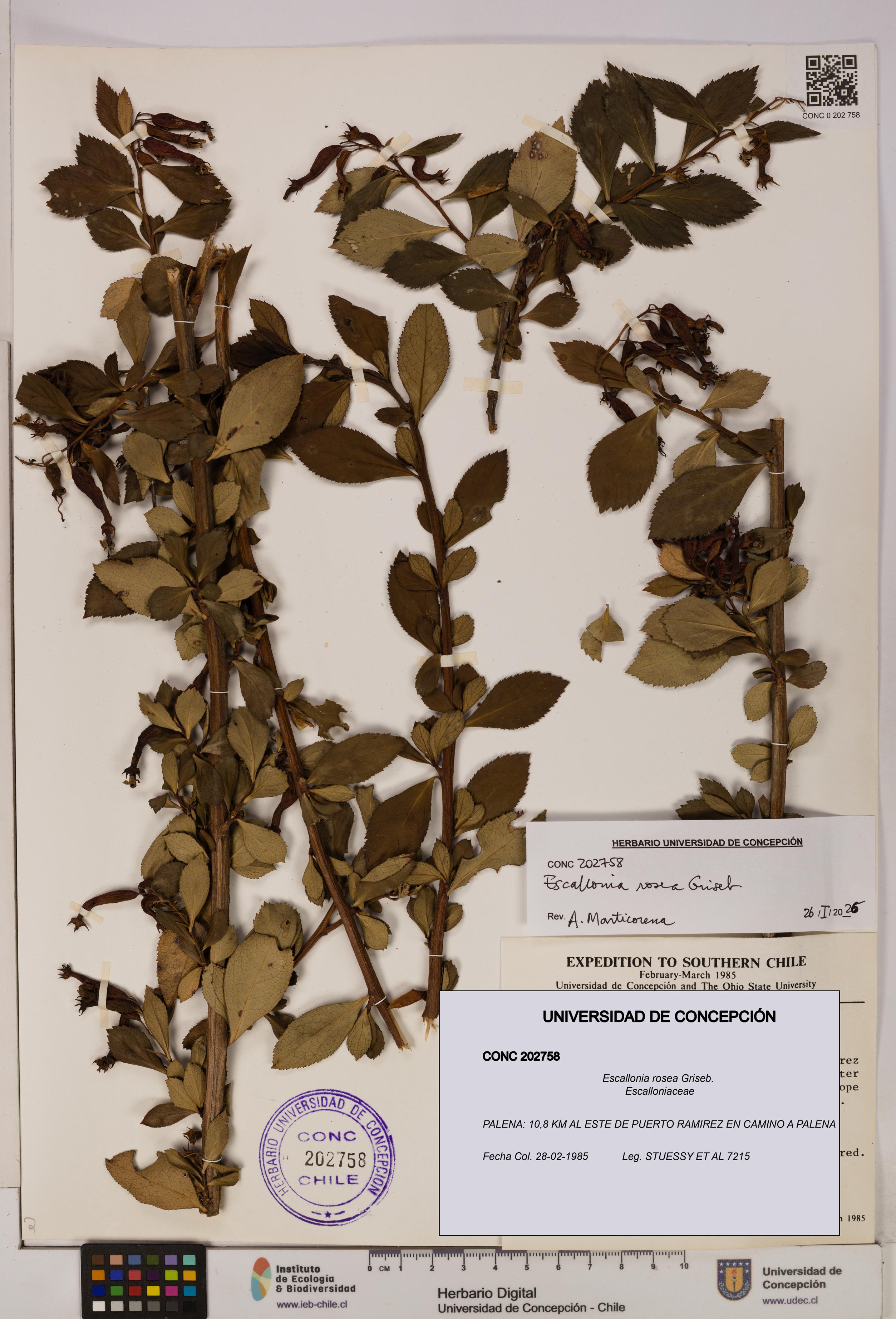 Escallonia rosea [Espécimen: UDEC:CONC:0202758]