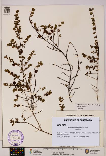 Myrteola nummularia [Espécimen: UDEC:CONC:0202759]