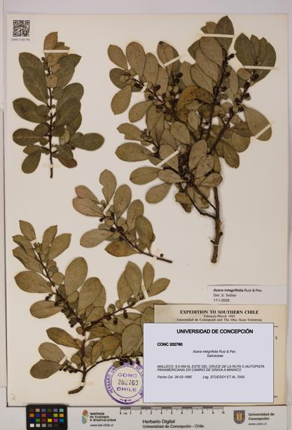 Azara integrifolia [Espécimen: UDEC:CONC:0202760]