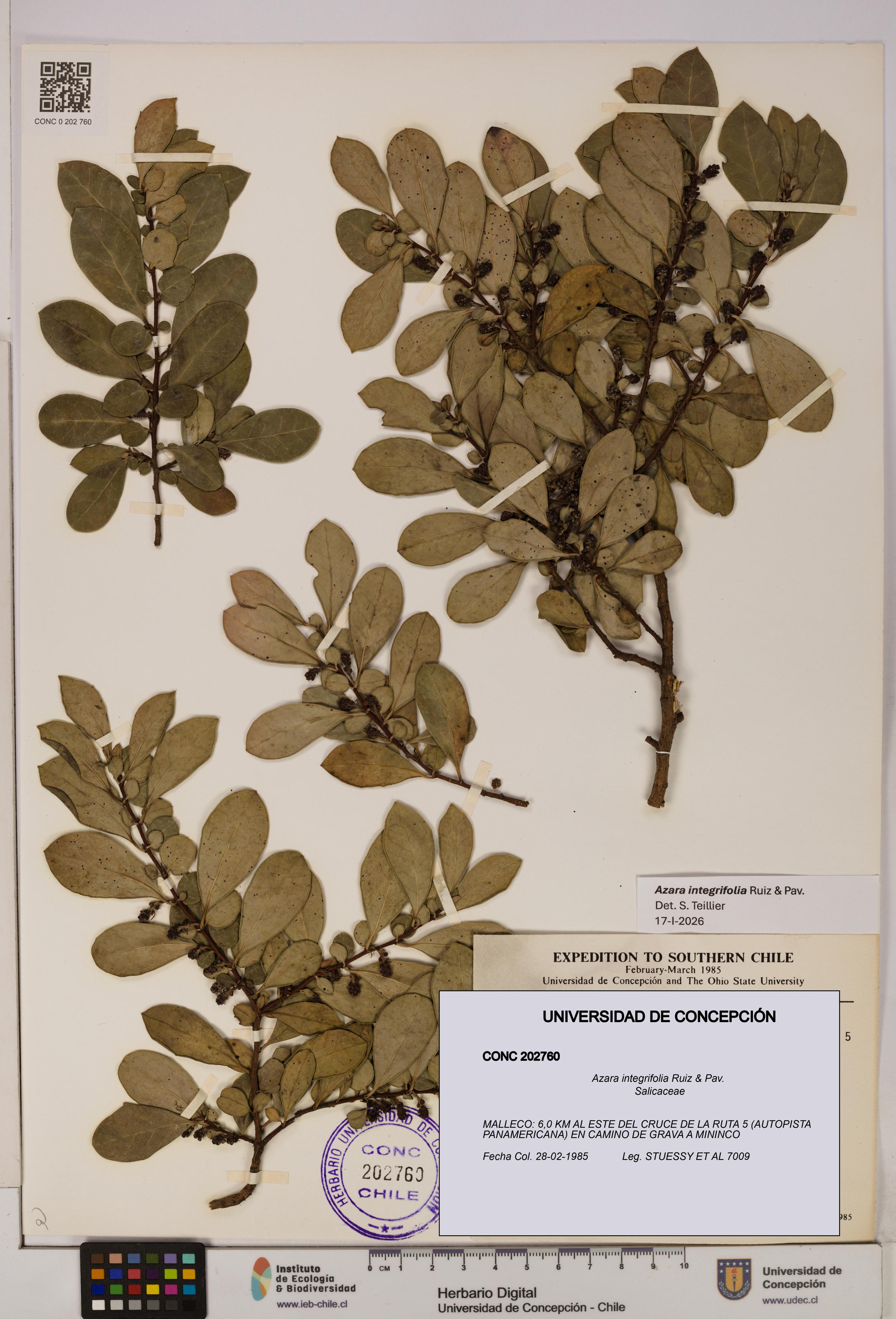 Azara integrifolia [Espécimen: UDEC:CONC:0202760]