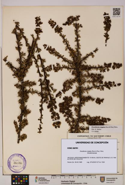 Escallonia virgata [Espécimen: UDEC:CONC:0202761]