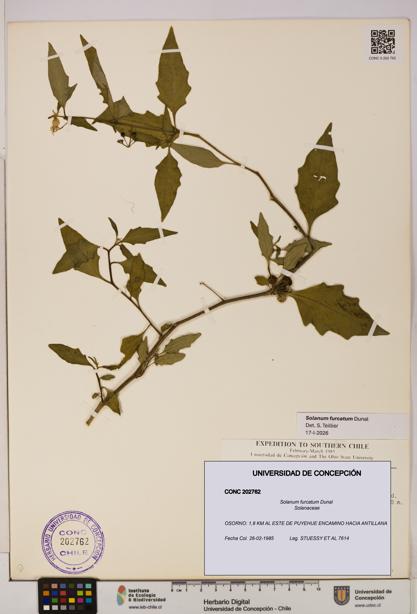 Solanum furcatum [Espécimen: UDEC:CONC:0202762]