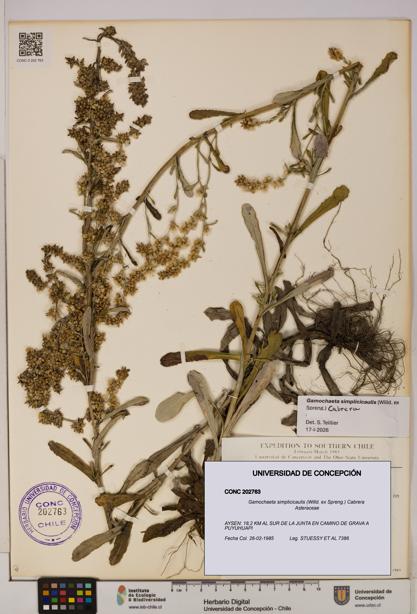 Gamochaeta simplicicaulis [Espécimen: UDEC:CONC:0202763]