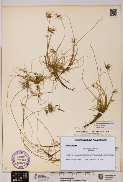 Isolepis nigricans [Espécimen: UDEC:CONC:0202767]
