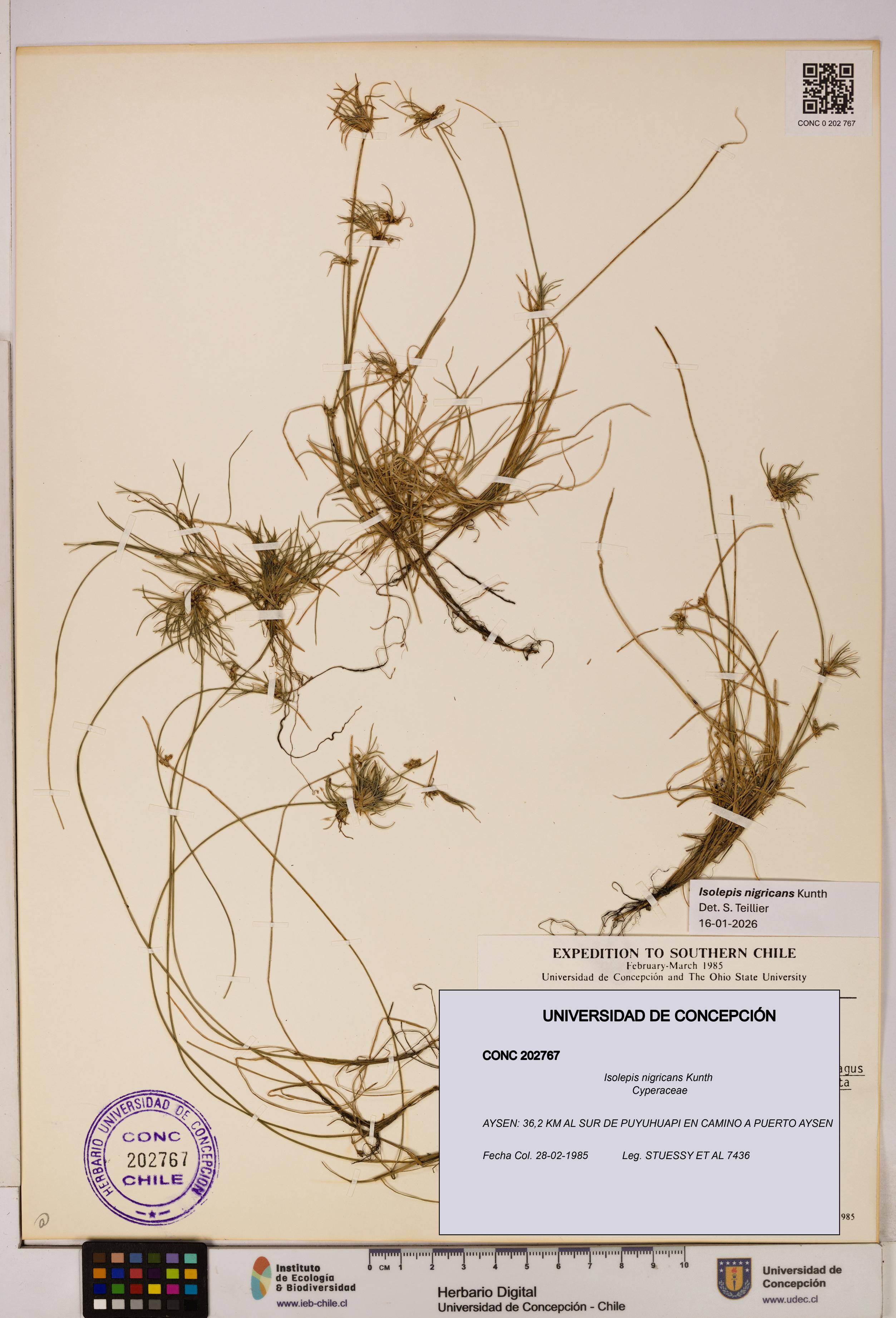 Isolepis nigricans [Espécimen: UDEC:CONC:0202767]