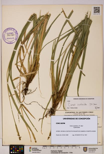 Carex scabrida [Espécimen: UDEC:CONC:0202769]