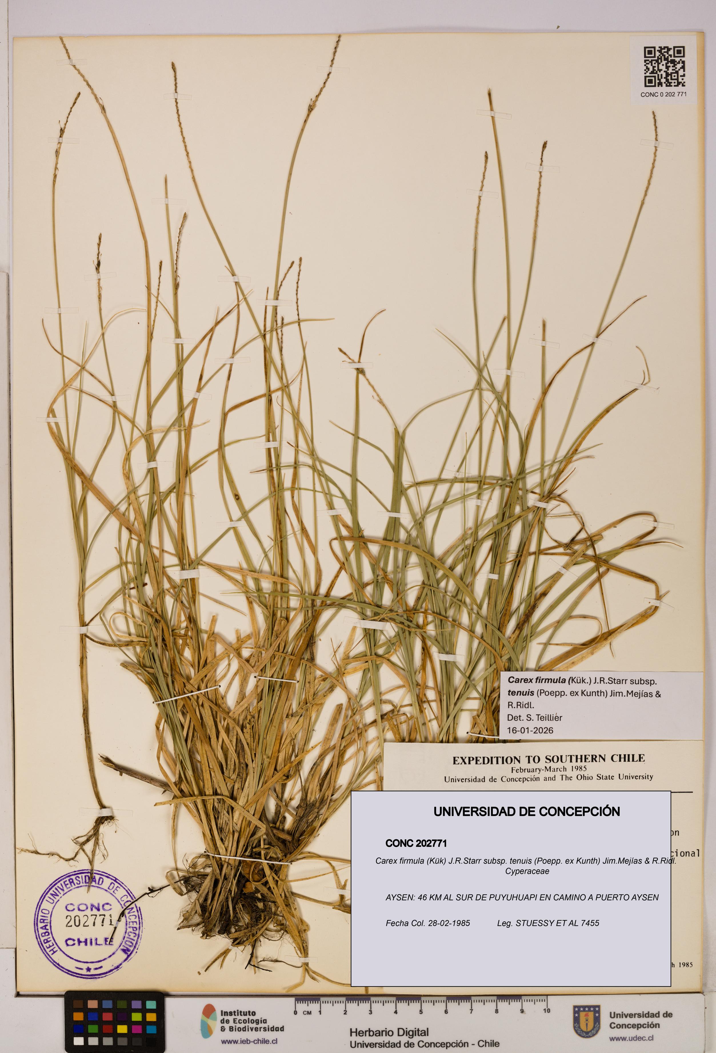 Carex firmula subsp. tenuis [Espécimen: UDEC:CONC:0202771]