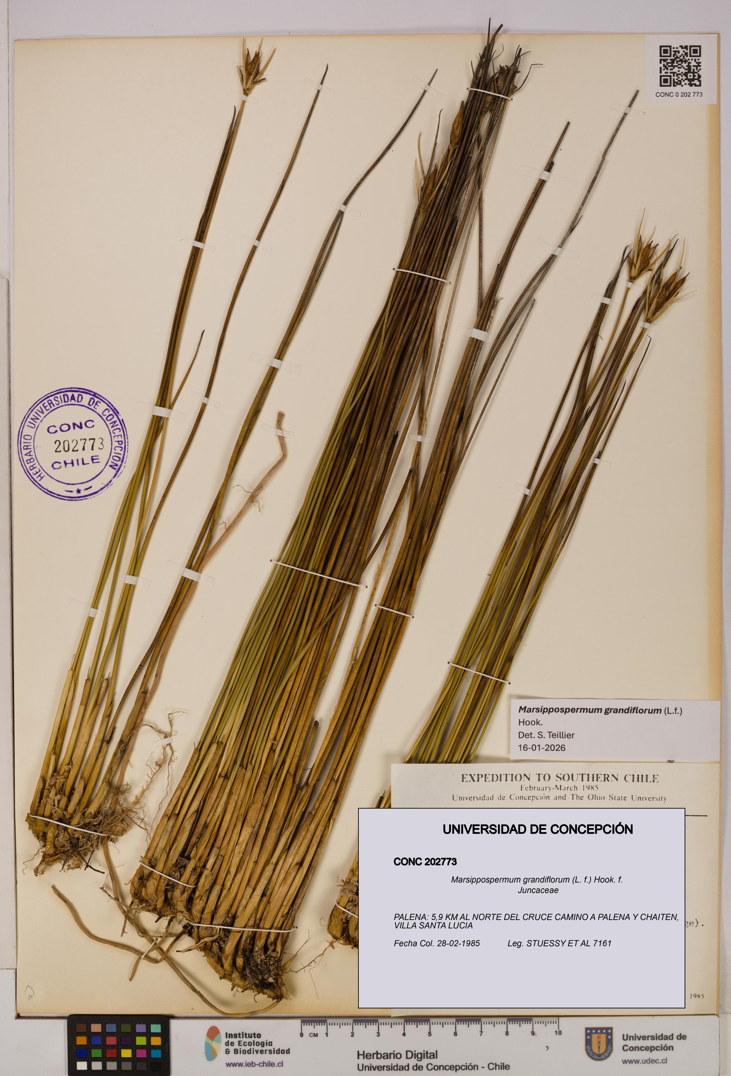 Marsippospermum grandiflorum [Espécimen: UDEC:CONC:0202773]