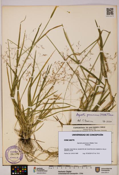 Agrostis perennans [Espécimen: UDEC:CONC:0202775]