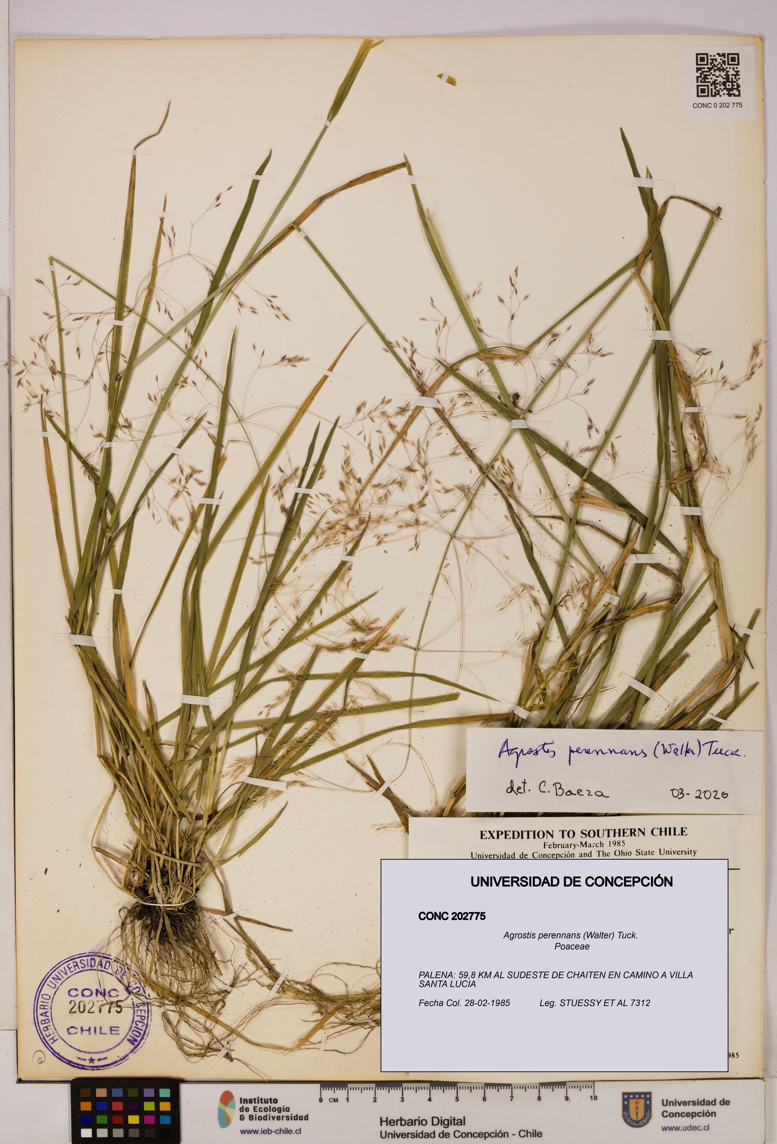 Agrostis perennans [Espécimen: UDEC:CONC:0202775]
