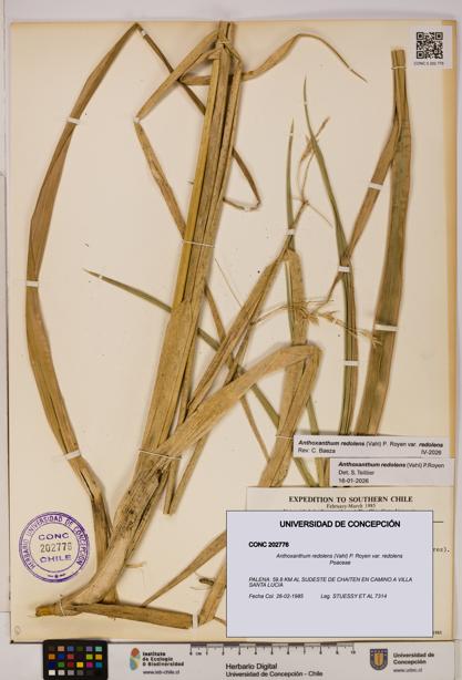 Anthoxanthum redolens var. redolens [Espécimen: ]
