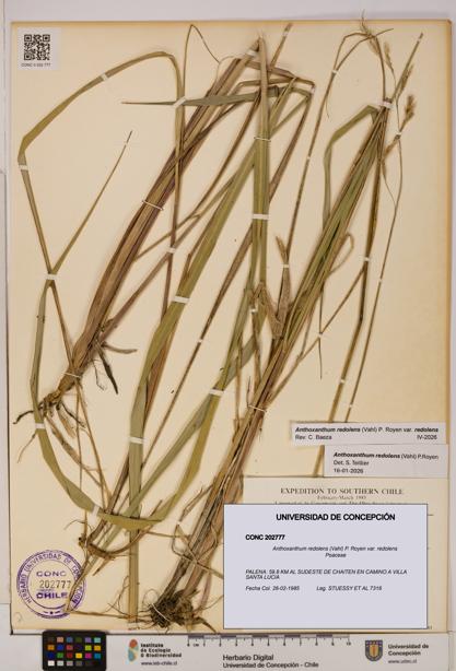 Anthoxanthum redolens var. redolens [Espécimen: ]