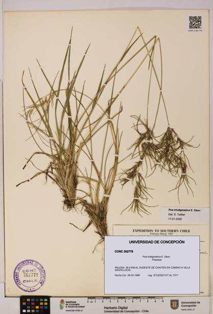Poa tristigmatica [Espécimen: UDEC:CONC:0202778]