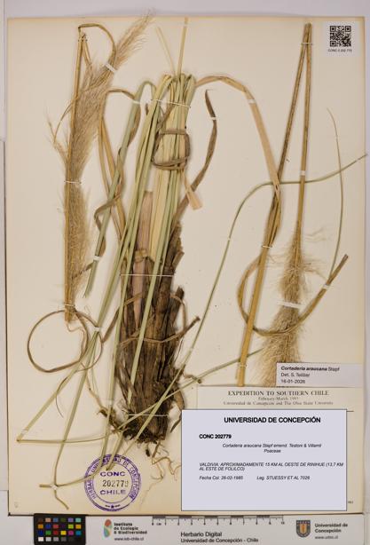 Cortaderia araucana [Espécimen: UDEC:CONC:0202779]