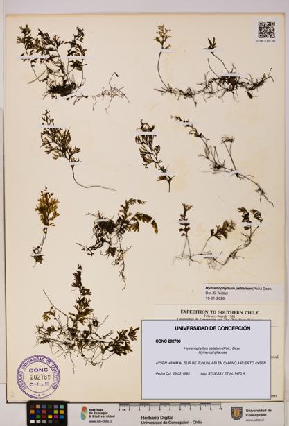 Hymenophyllum peltatum [Espécimen: UDEC:CONC:0202780]