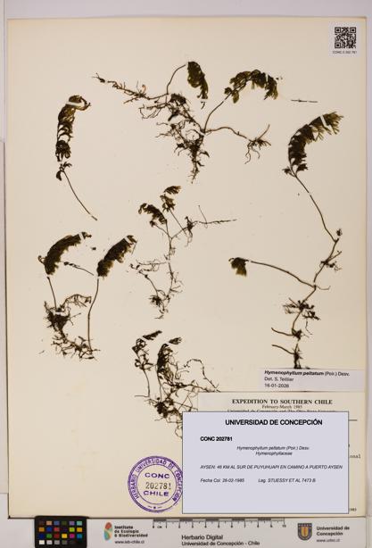 Hymenophyllum peltatum [Espécimen: UDEC:CONC:0202781]