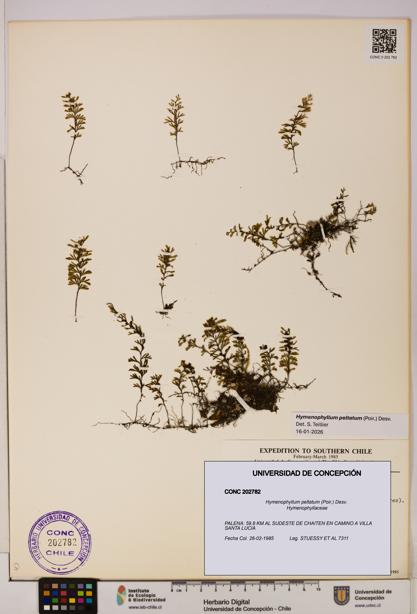 Hymenophyllum peltatum [Espécimen: UDEC:CONC:0202782]