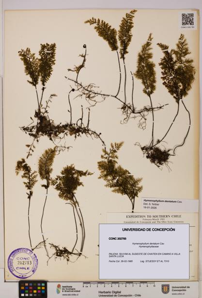 Hymenophyllum dentatum [Espécimen: UDEC:CONC:0202783]