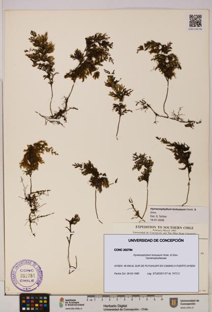 Hymenophyllum tortuosum [Espécimen: UDEC:CONC:0202784]