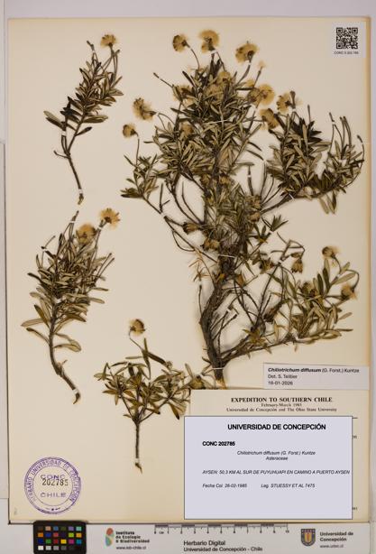 Chiliotrichum diffusum [Espécimen: UDEC:CONC:0202785]
