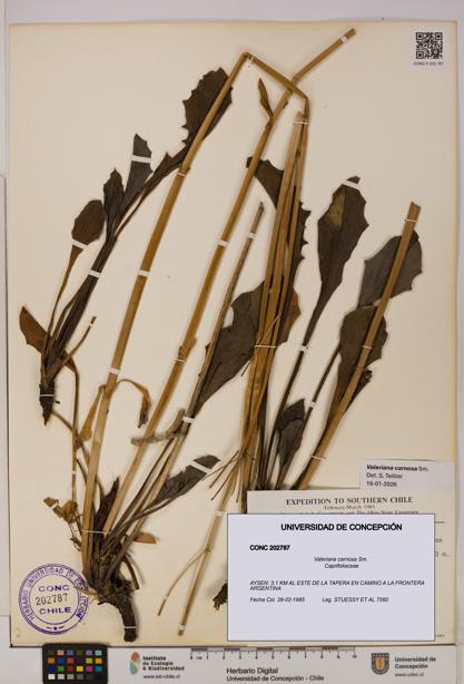 Valeriana carnosa [Espécimen: UDEC:CONC:0202787]