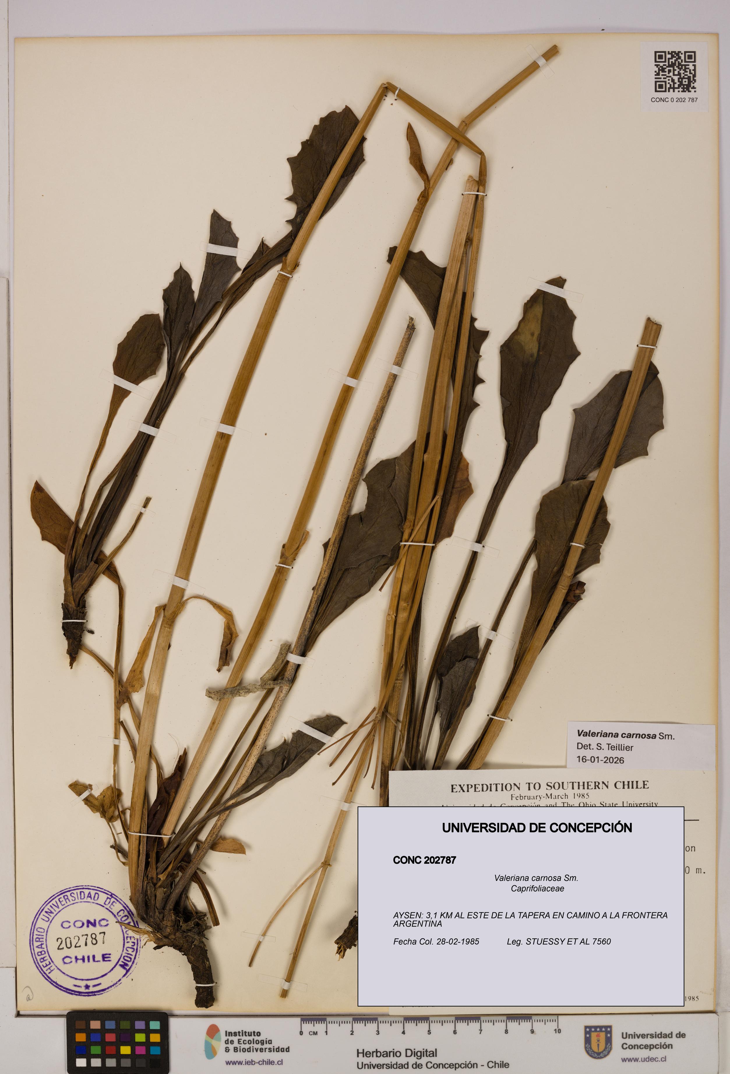 Valeriana carnosa [Espécimen: UDEC:CONC:0202787]