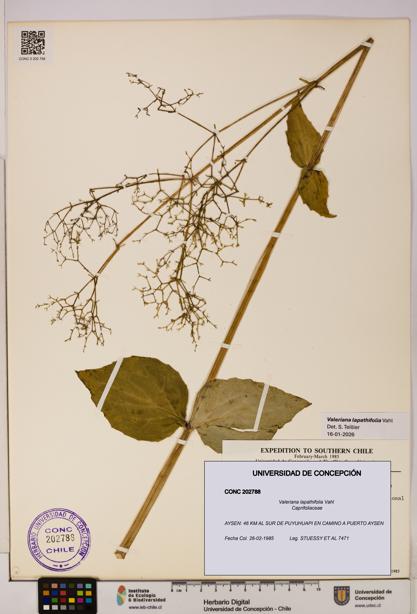 Valeriana lapathifolia [Espécimen: UDEC:CONC:0202788]