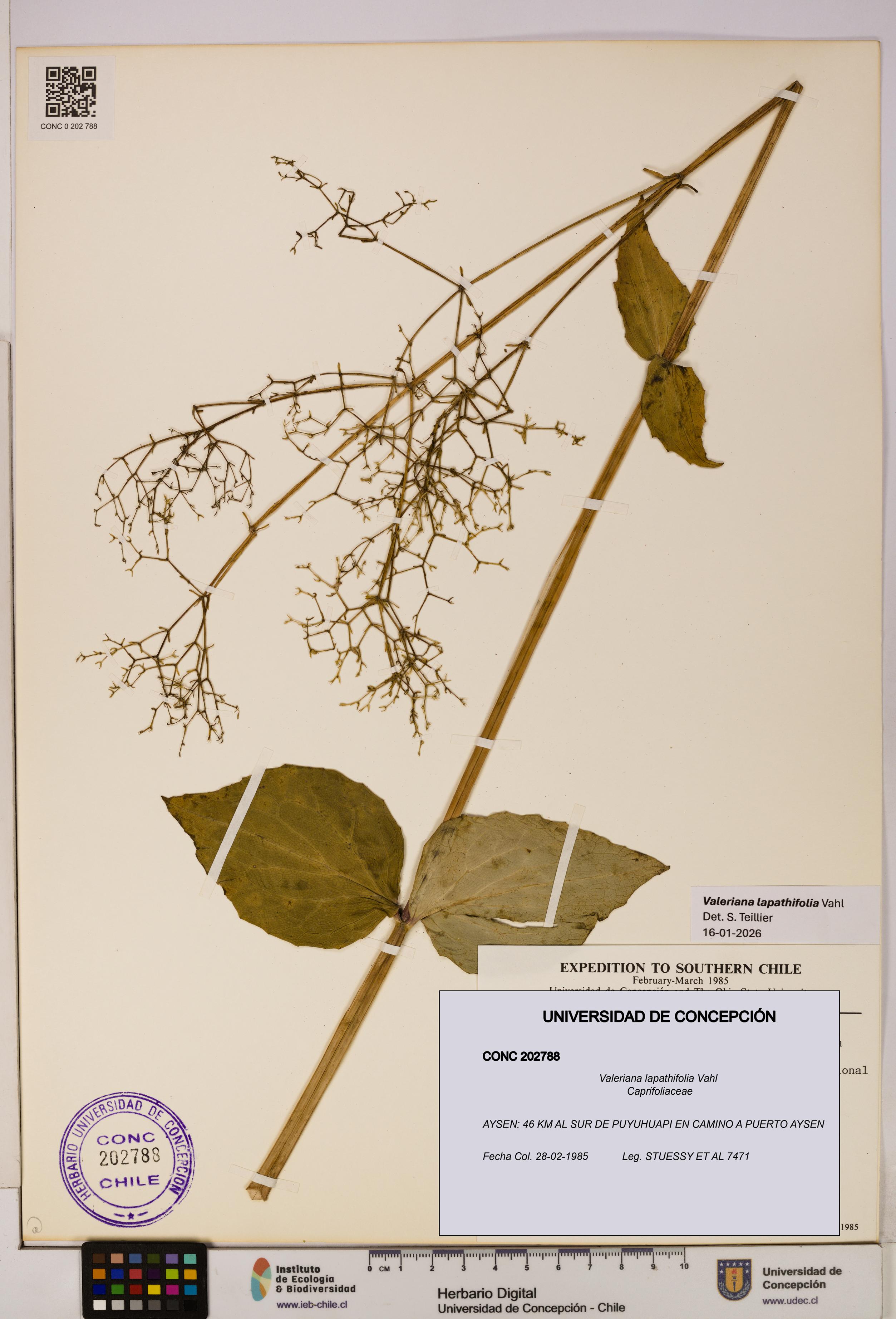 Valeriana lapathifolia [Espécimen: UDEC:CONC:0202788]