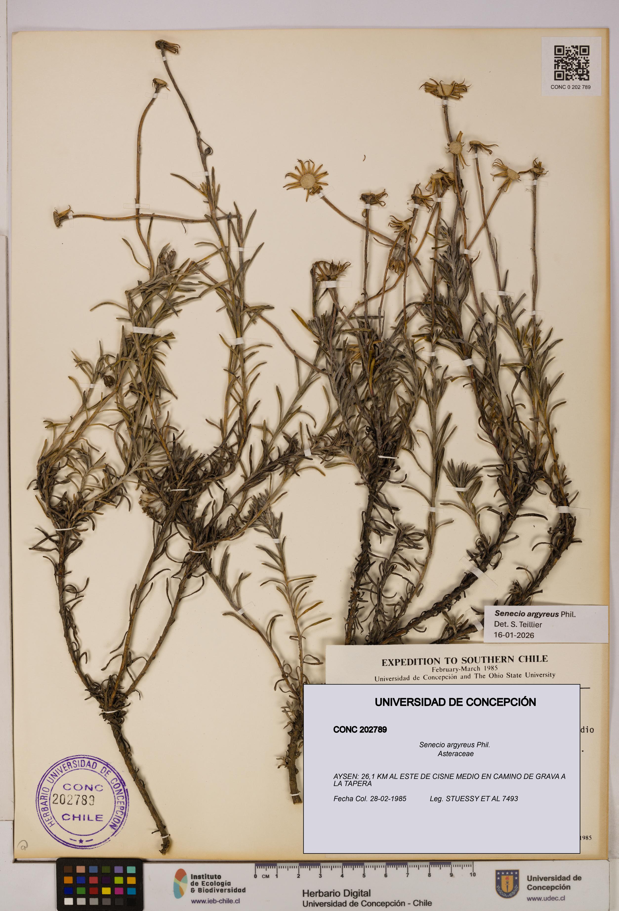 Senecio argyreus [Espécimen: UDEC:CONC:0202789]