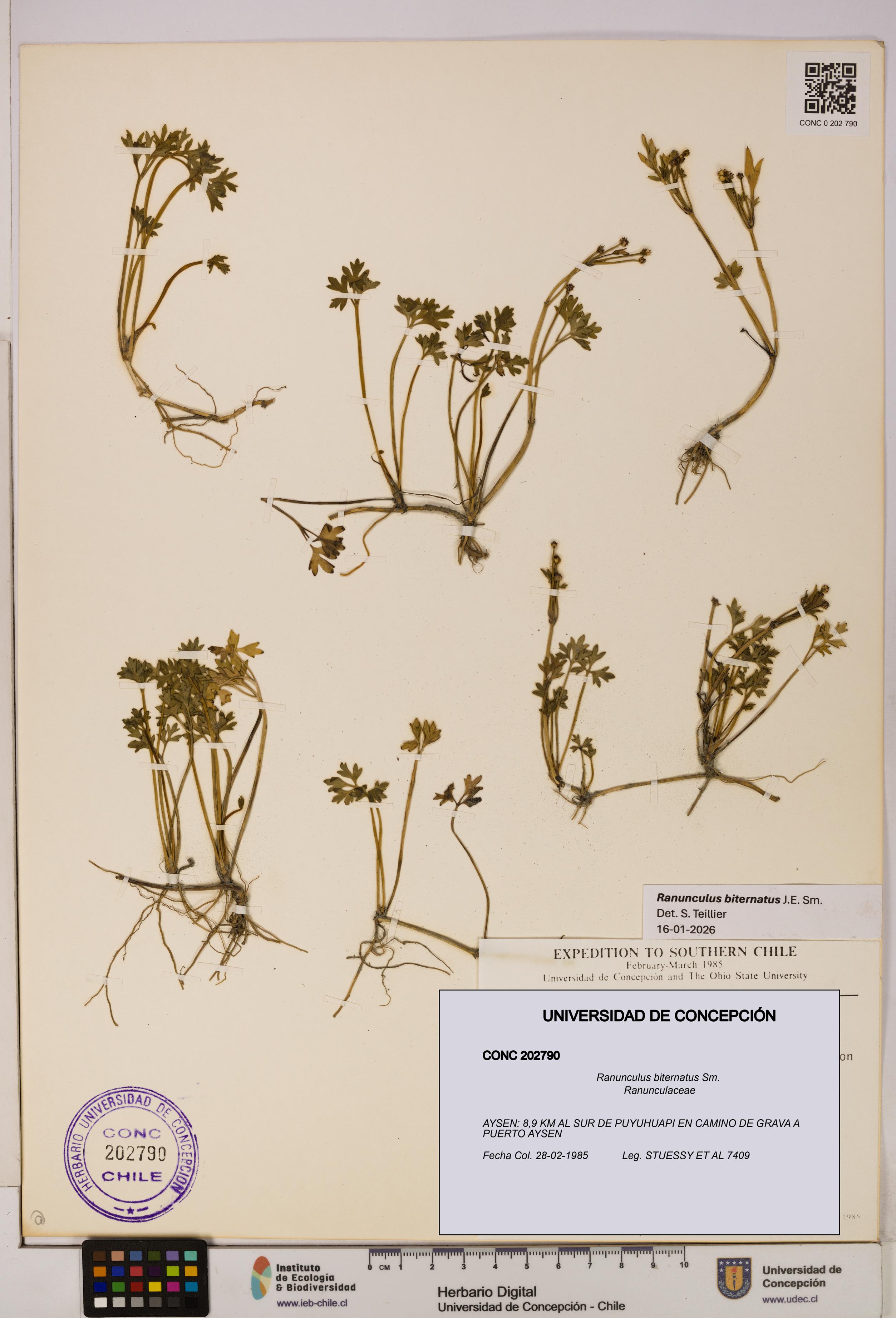 Ranunculus biternatus [Espécimen: UDEC:CONC:0202790]