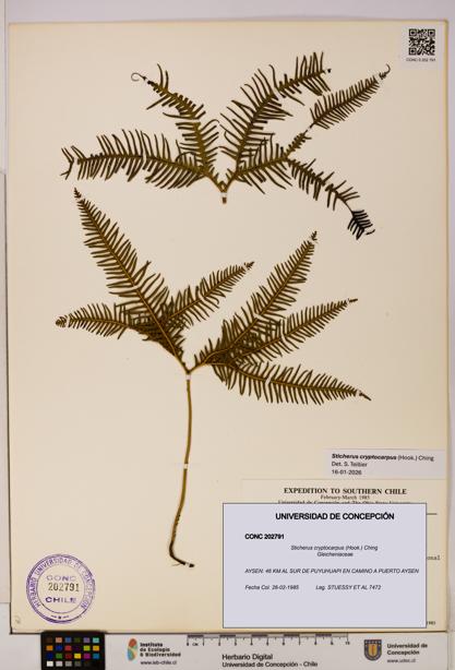 Sticherus cryptocarpus [Espécimen: UDEC:CONC:0202791]