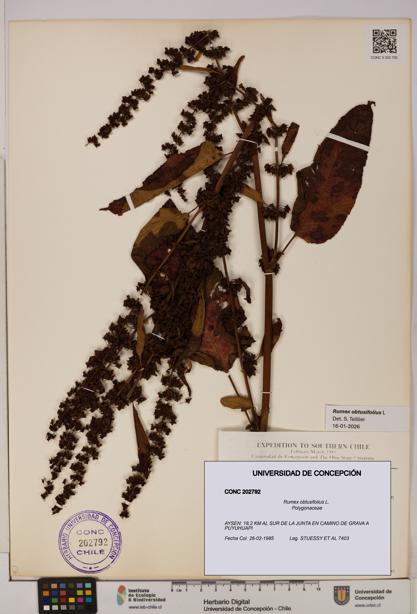 Rumex obtusifolius [Espécimen: UDEC:CONC:0202792]
