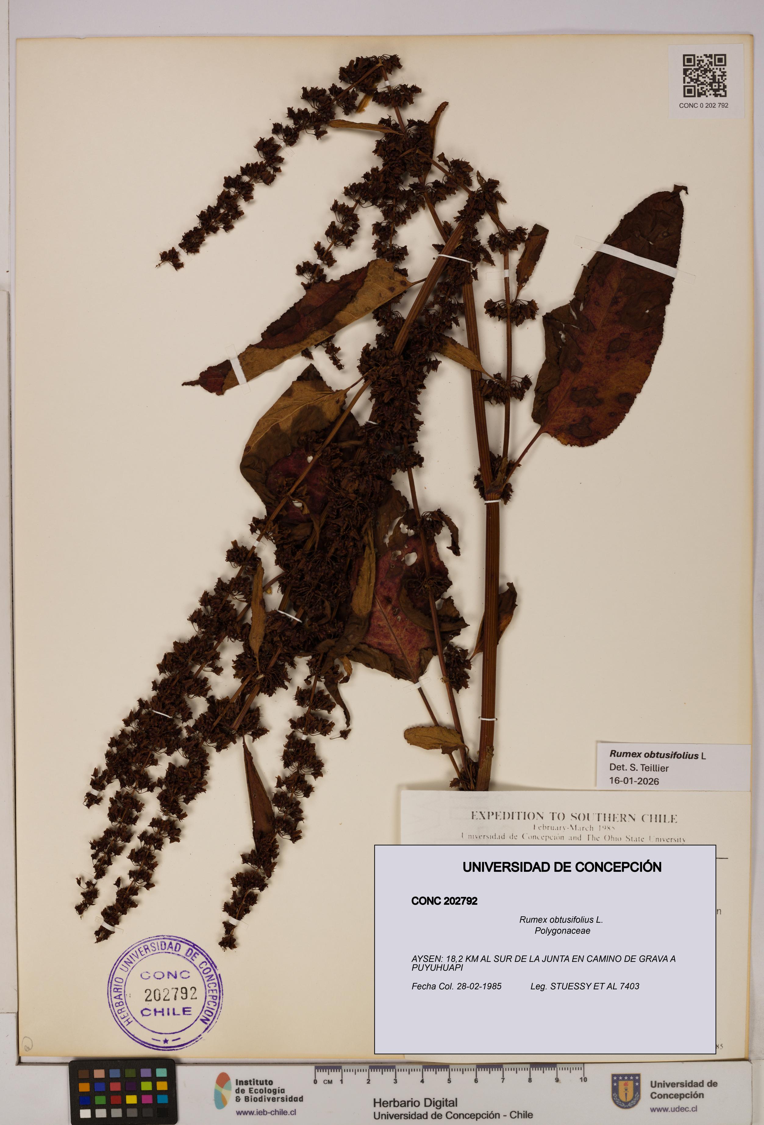 Rumex obtusifolius [Espécimen: UDEC:CONC:0202792]