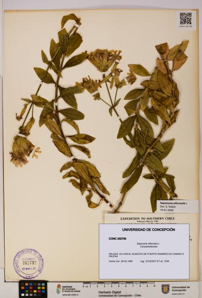Saponaria officinalis [Espécimen: UDEC:CONC:0202793]