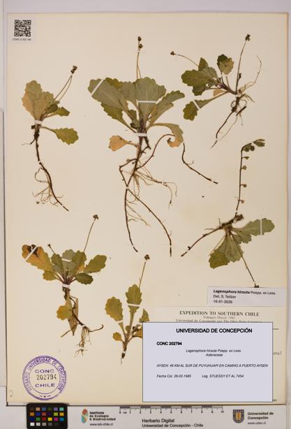 Lagenophora hirsuta [Espécimen: ]