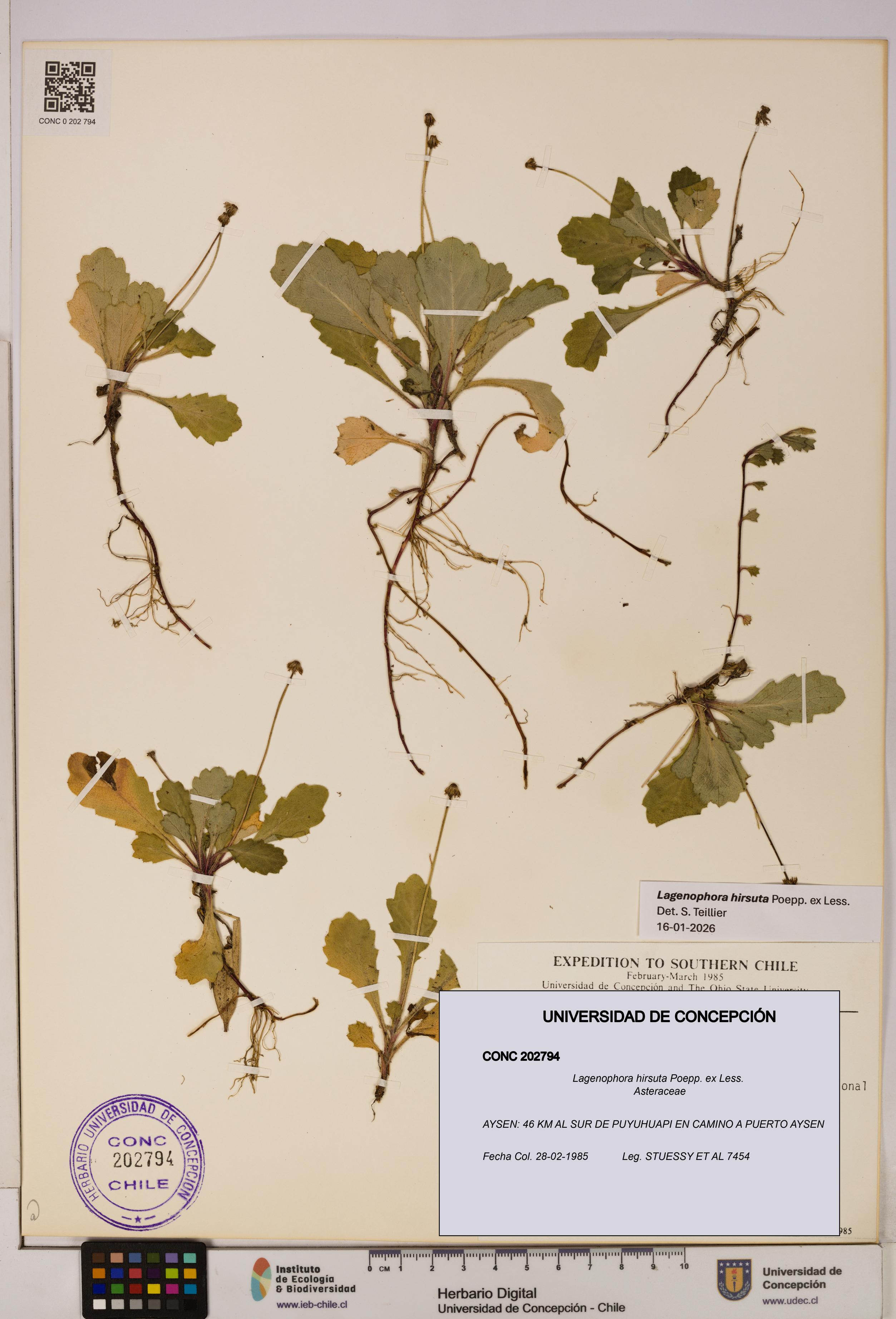 Lagenophora hirsuta [Espécimen: ]