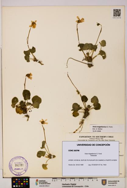 Viola magellanica [Espécimen: UDEC:CONC:0202795]