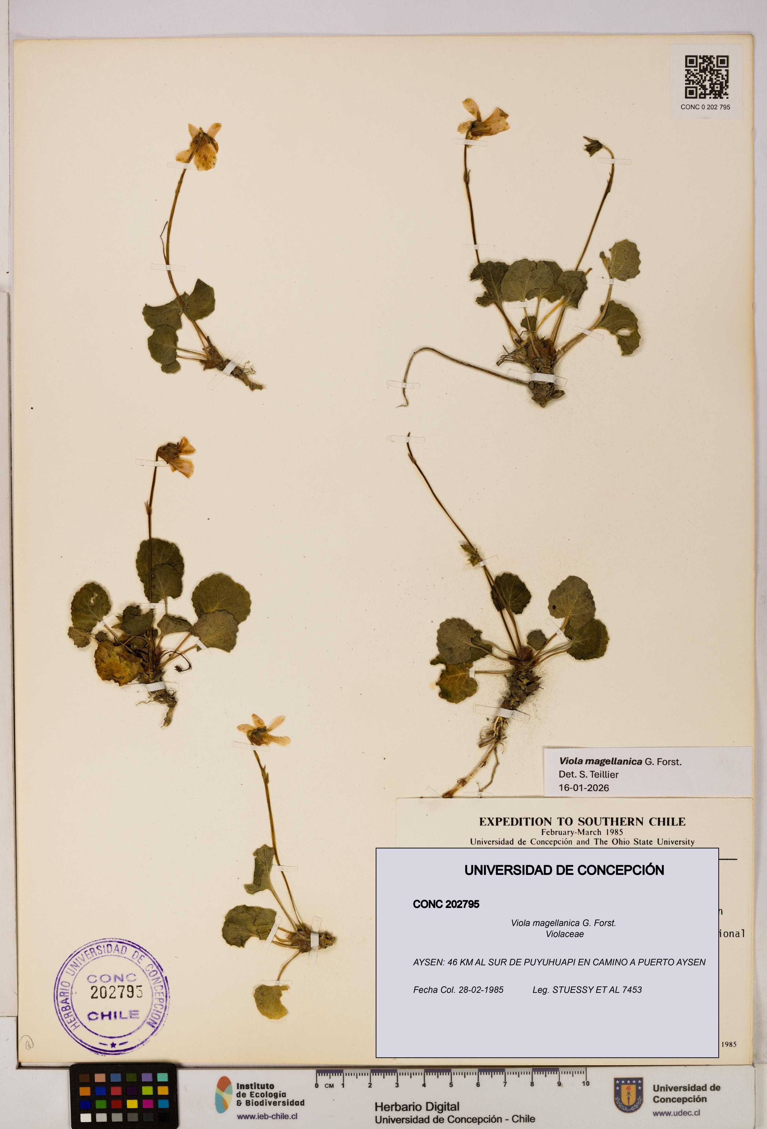 Viola magellanica [Espécimen: UDEC:CONC:0202795]