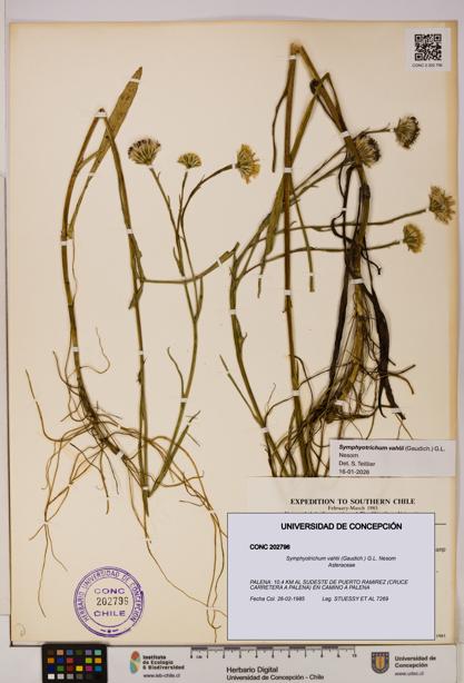 Symphyotrichum vahlii [Espécimen: ]